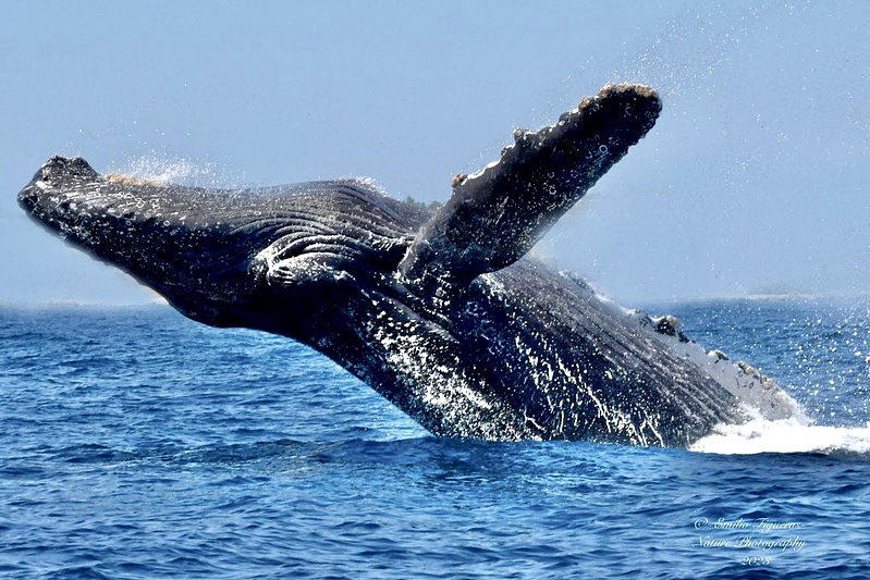 Whale Safari