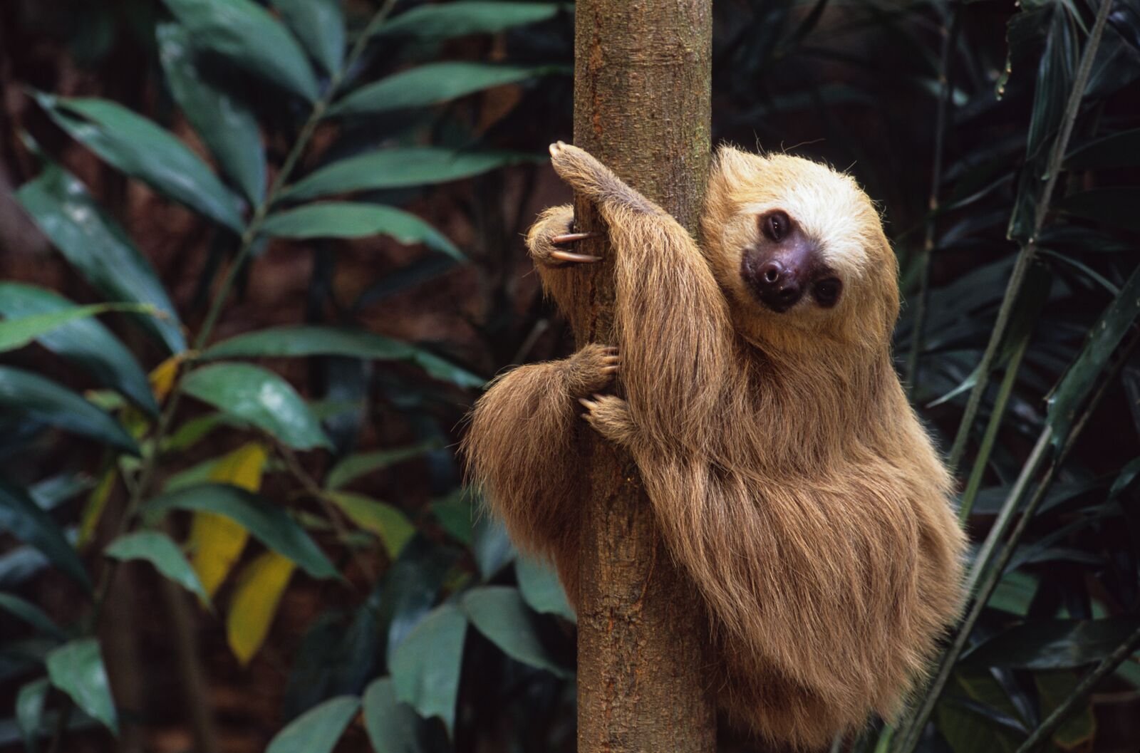 rainforest pns fauna 2