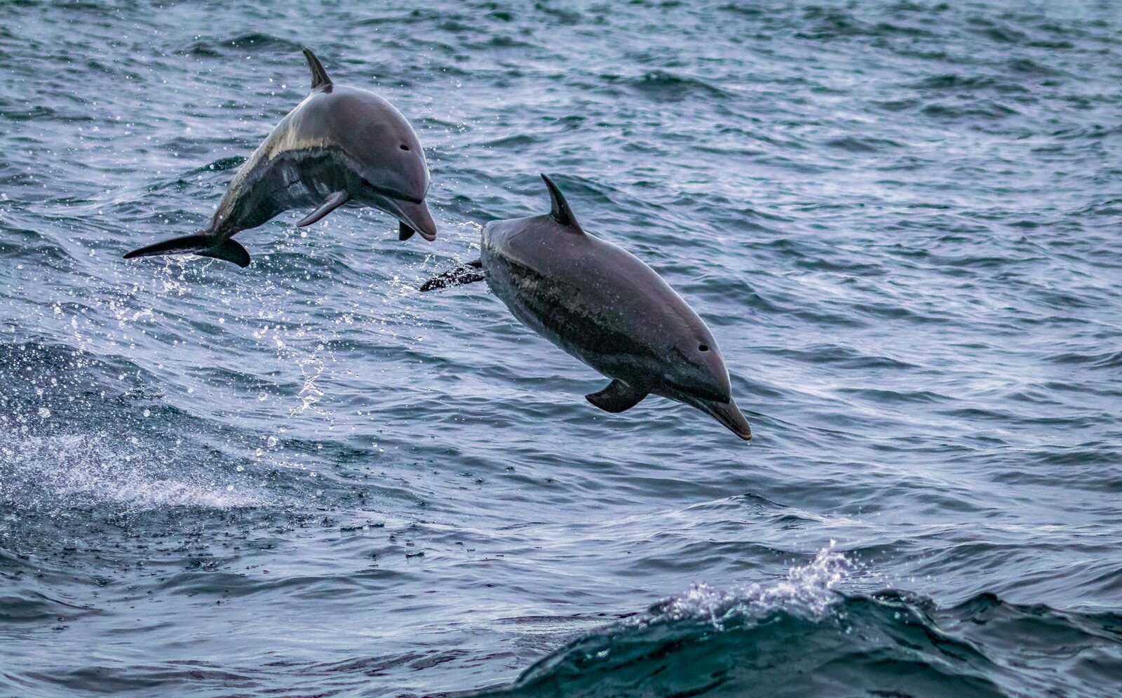 large dolphins