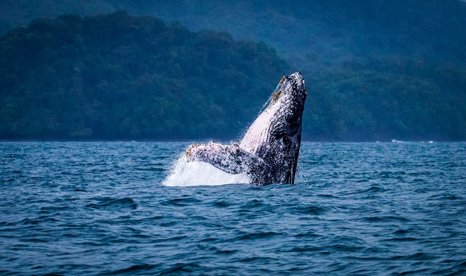 large humpback whale breaching