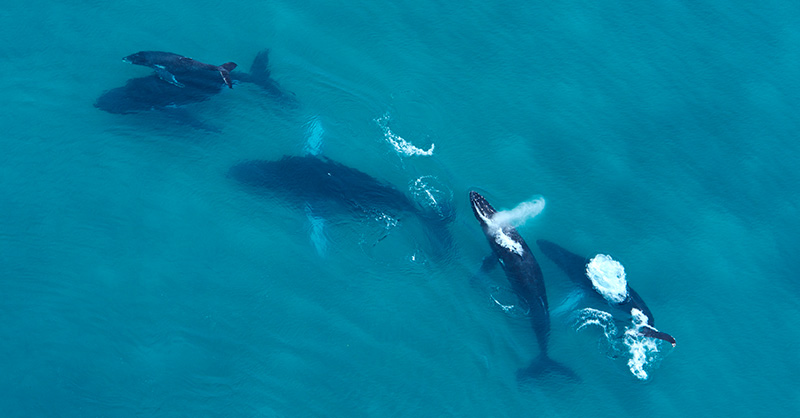 online aerial view of humpback whales